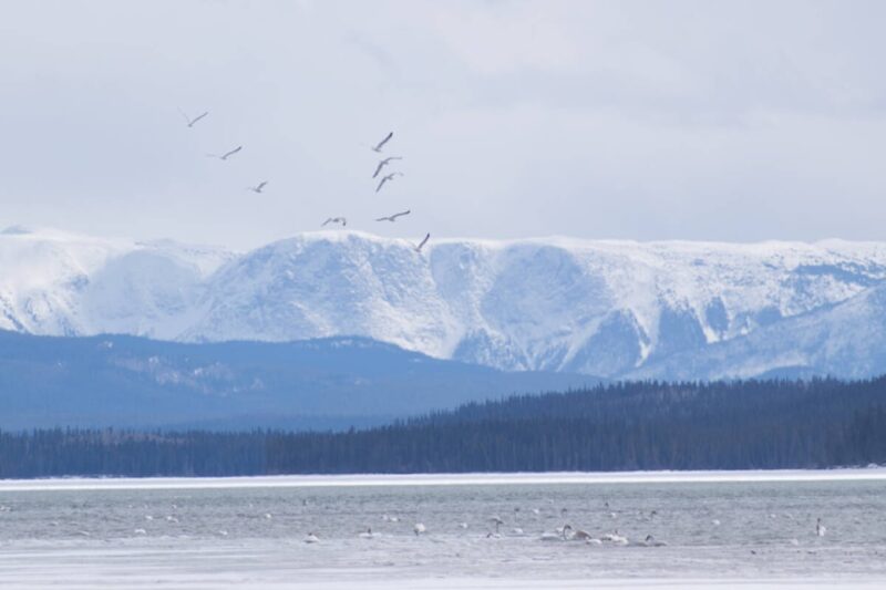 McClintock Bay, cignes. Foto: Dana Hatherly/Yukon News